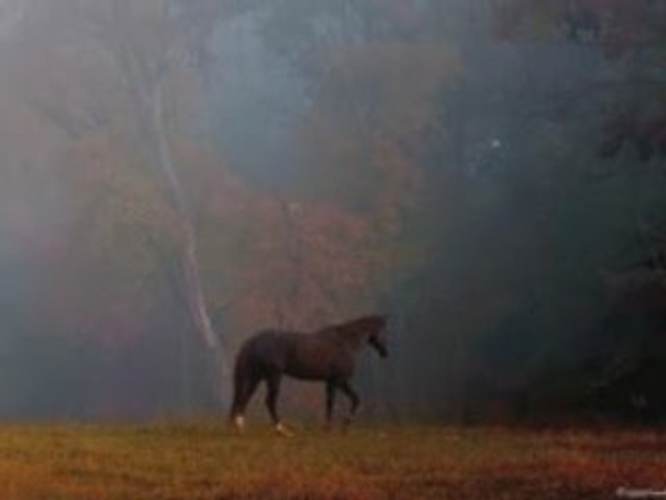 Ten Oaks Horses Movie Two October-November 2008