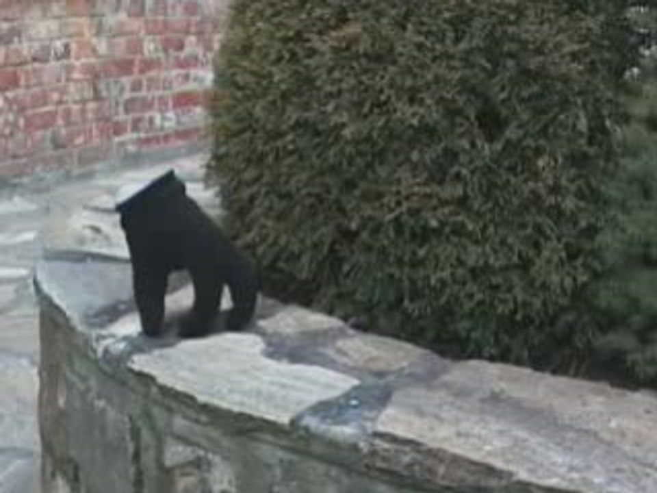 Main qui marche seule