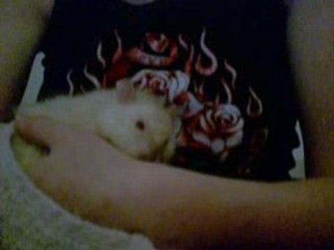 Vidéo d'Orphée après le bain