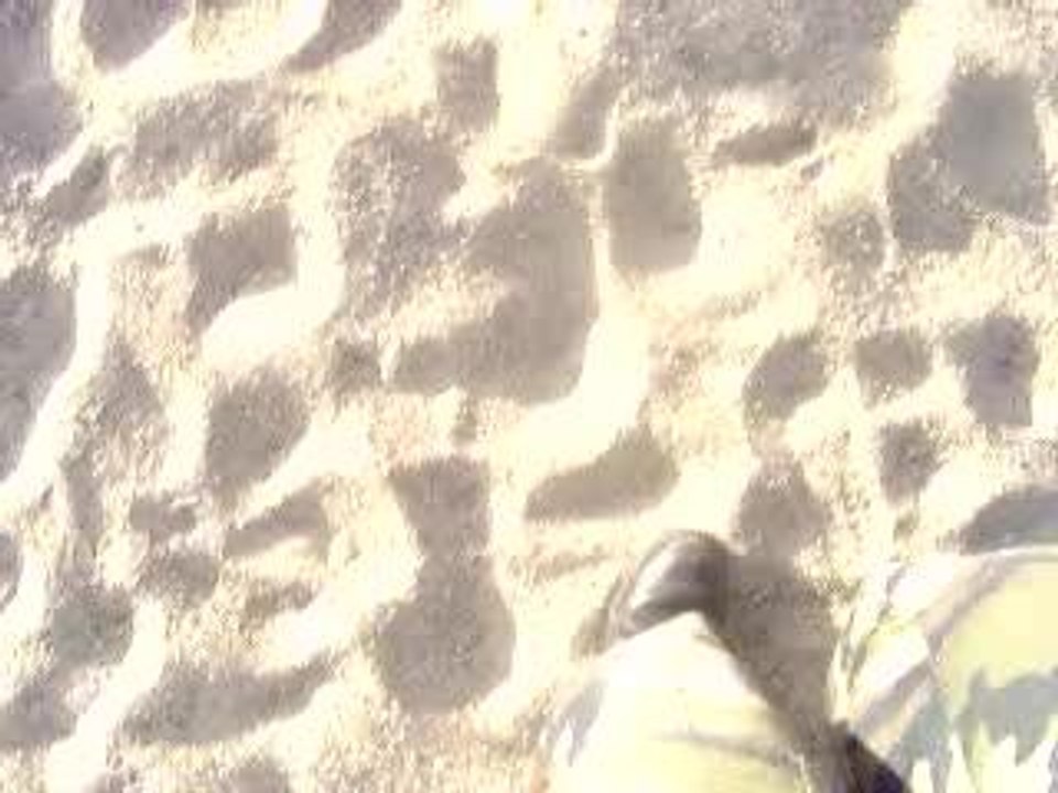 cusset 2005
