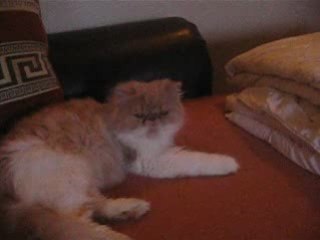 D'black et Chaïna : Je t'aime, Moi non plus...