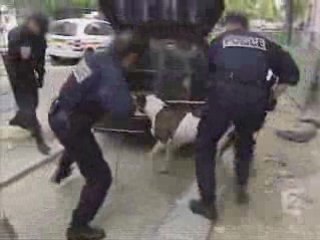Brigade de capture des chiens dangereux