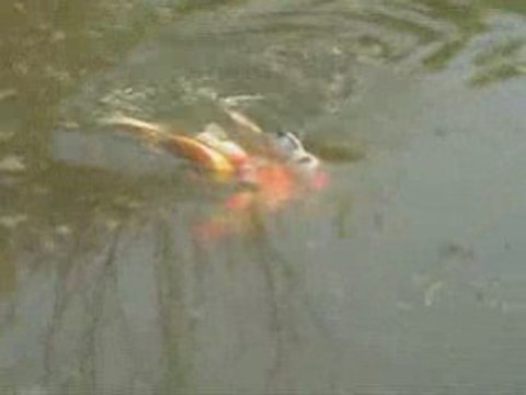 Reproduction naturelle des carpes kois