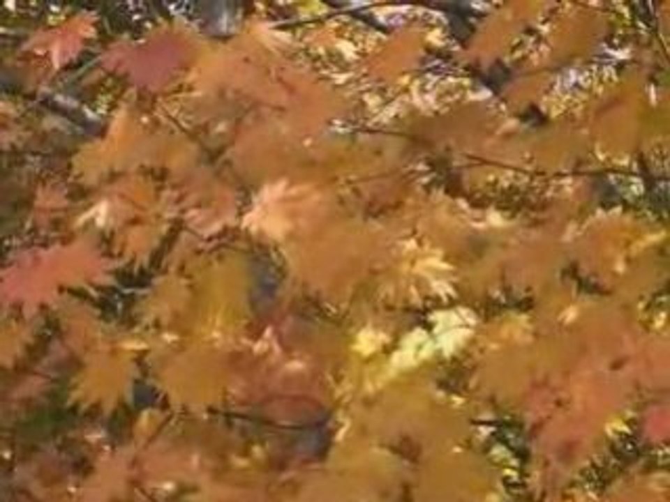 大山 紅葉