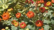 Évolution des chrysanthèmes 08