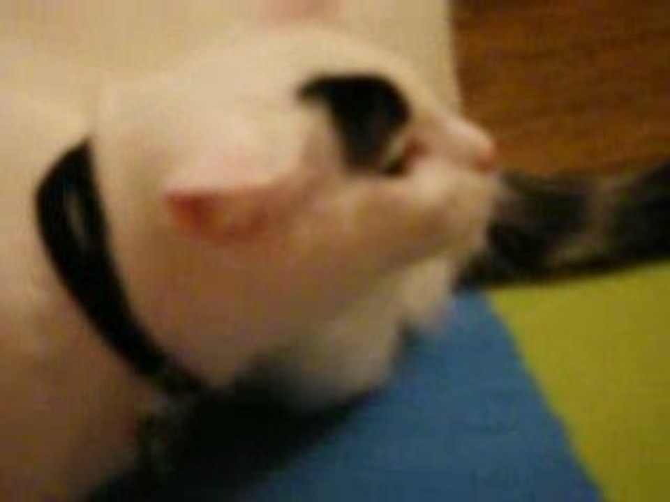 Mim au collier
