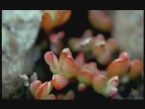 Video Nasheed-Zain Bhikha - Our World