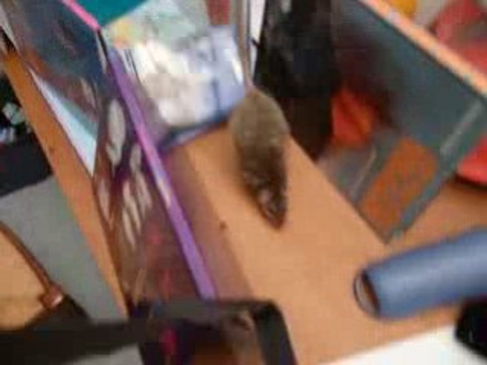 Sushy- agility 3 obstacles