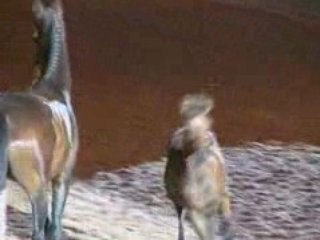 Dido et dawson présenté au musicales du Cadre Noir, Saumur