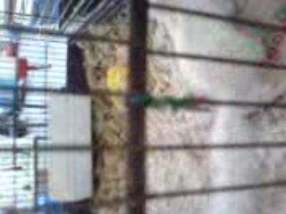 ecureuils lilas au marché