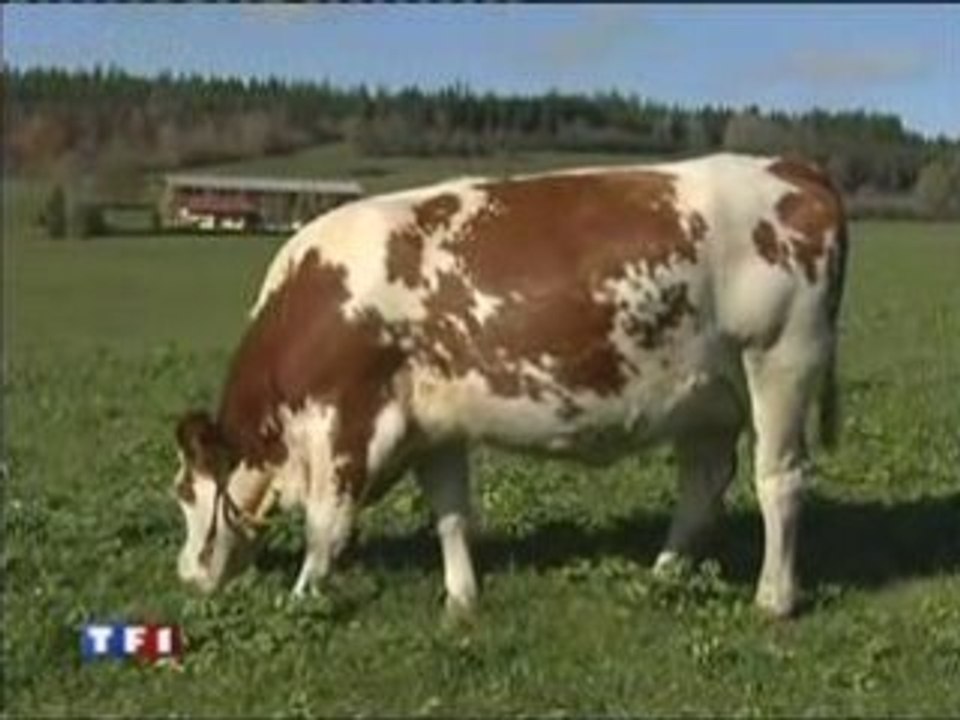 Les fruitières du Comté