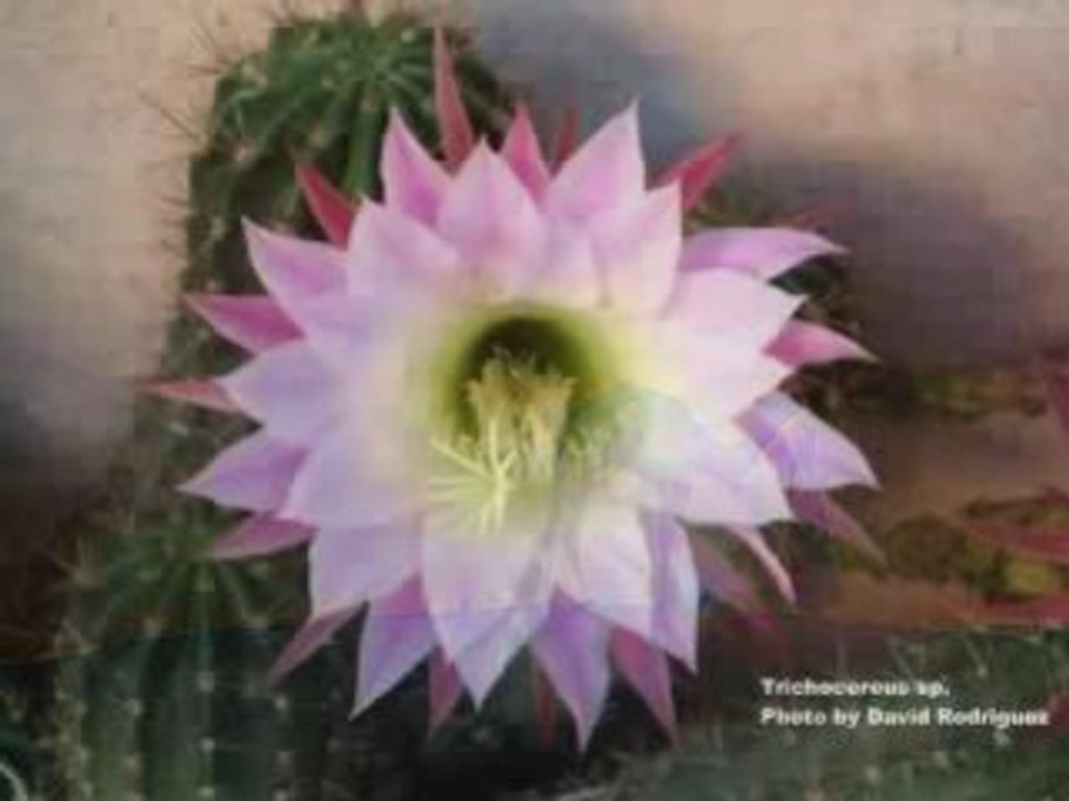 Cheb Mami "Douhi Aliya"