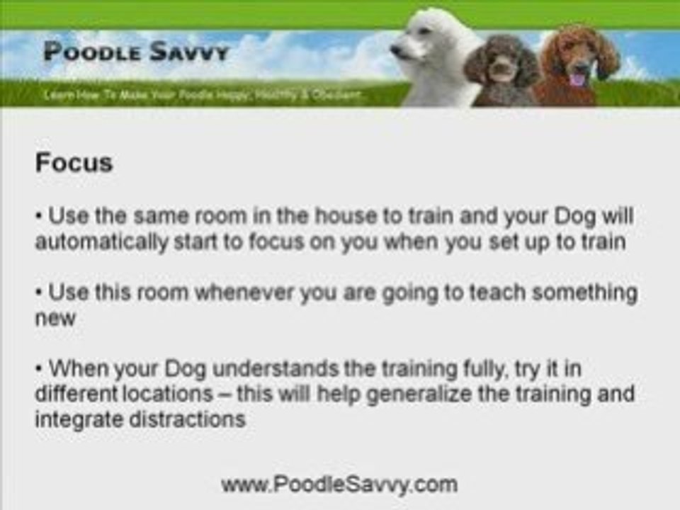 Poodle Training: The Perfect Training Location