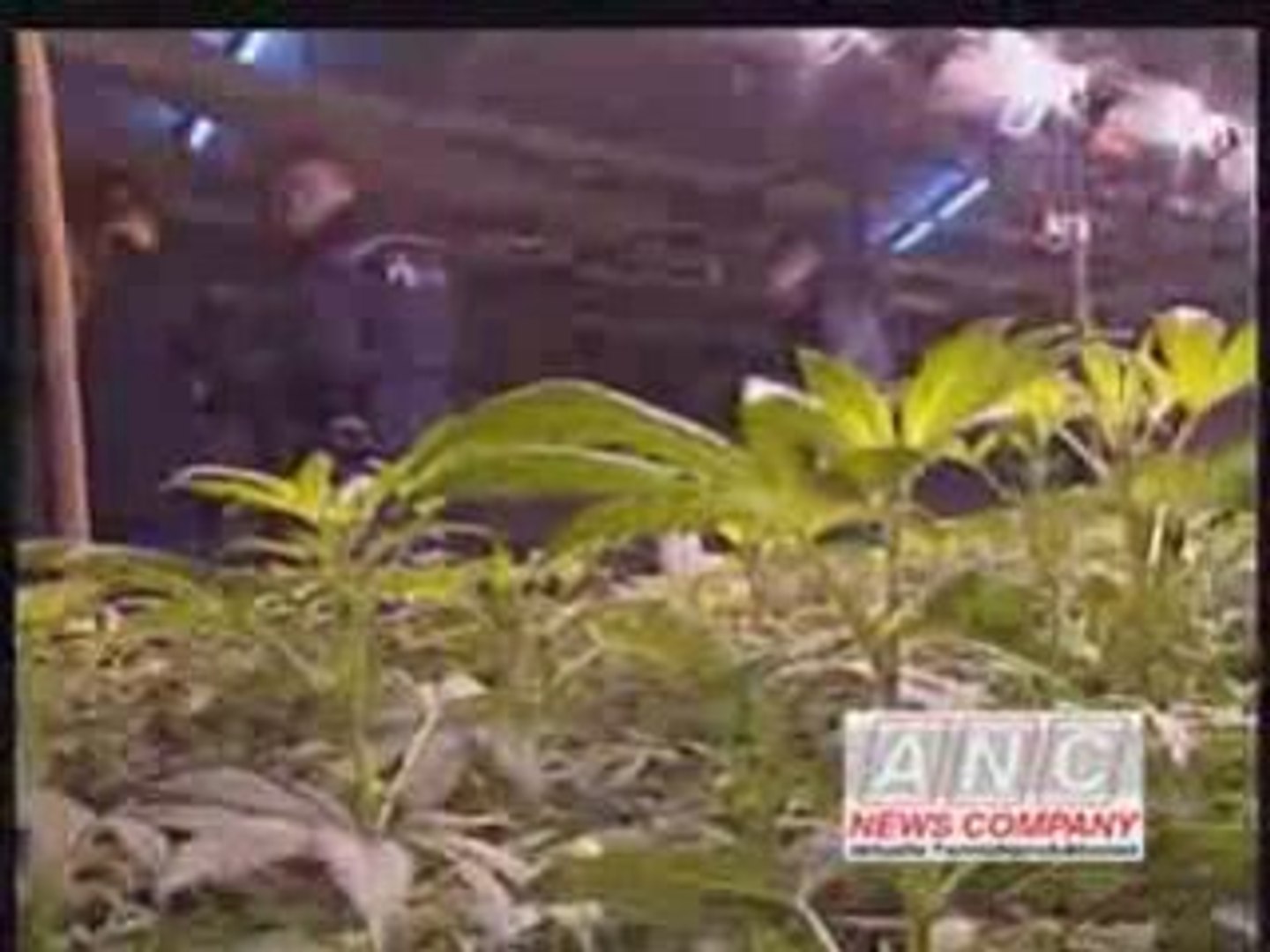 Cannabis warehouse busted Amsterdam