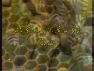 sourate les abeilles une video de salafi59100