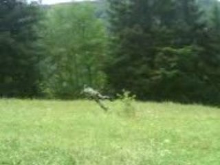 Mathieu chasse les écureuils