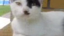 Boastful kitty