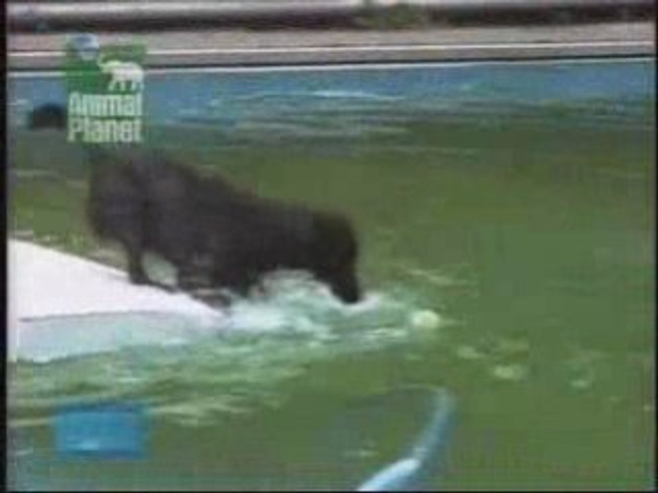 DogInPool