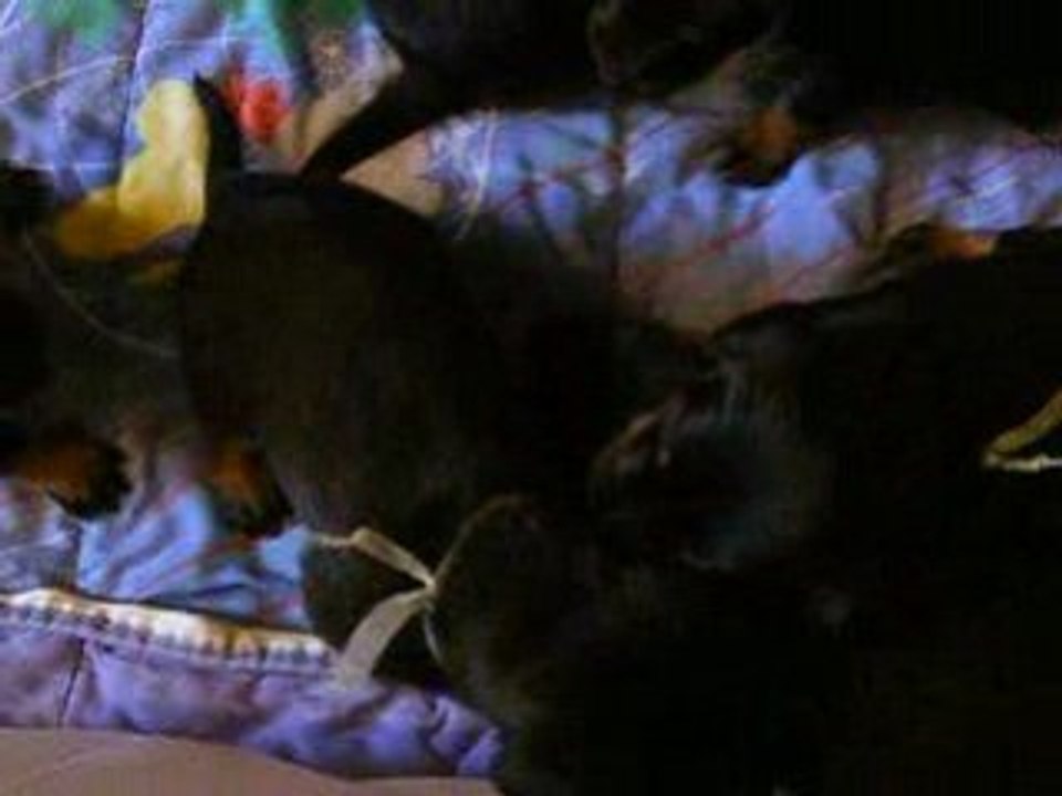 Premiers pas et premiers jeux!