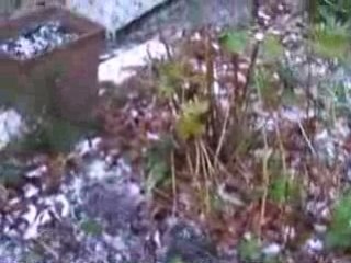 Somain : l'hiver arrive /winter 's coming