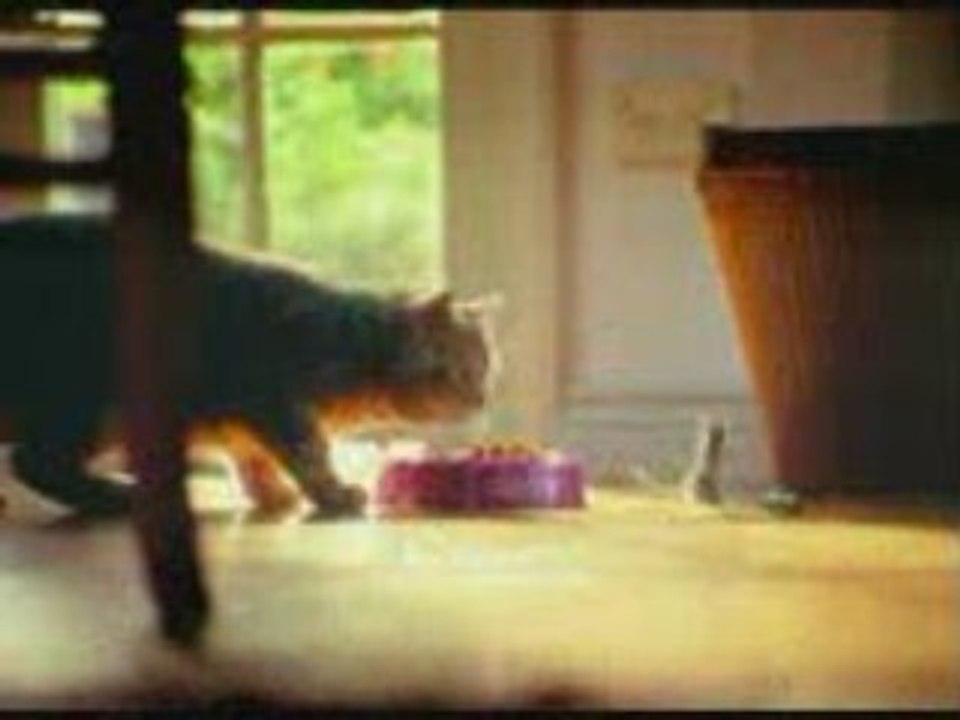 Smart cat