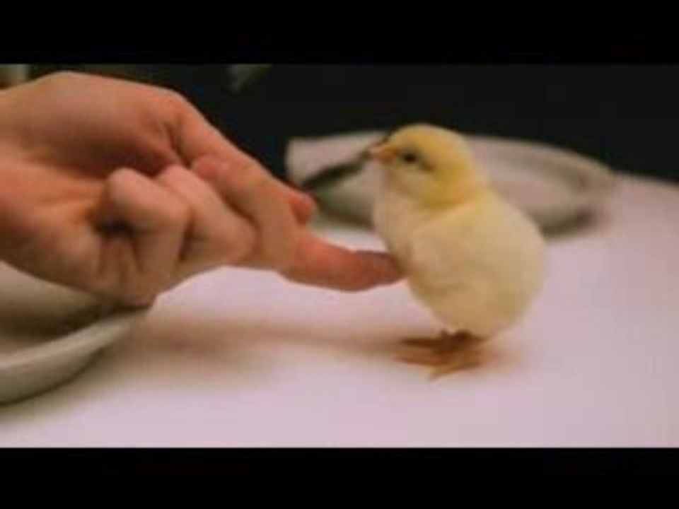 Pouipoui le petit poussin