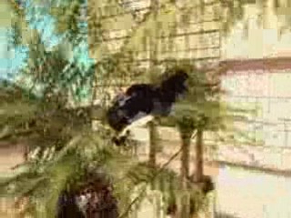 Sasl 3 entry chicken heads