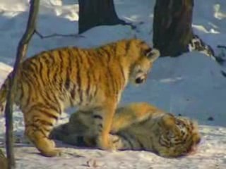 TIGRE DE SIBERIE