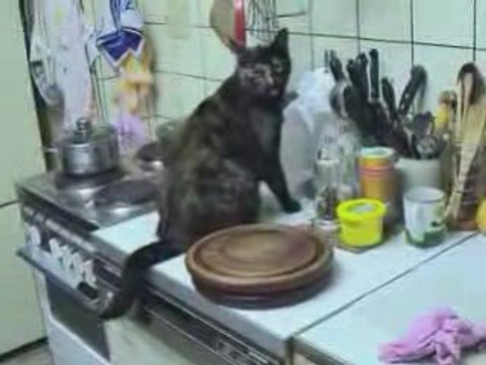 Minka die Reißkatze