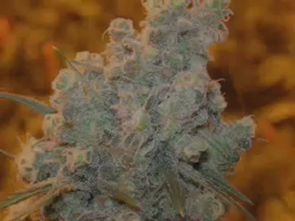XXX Cannabis Porn XXX