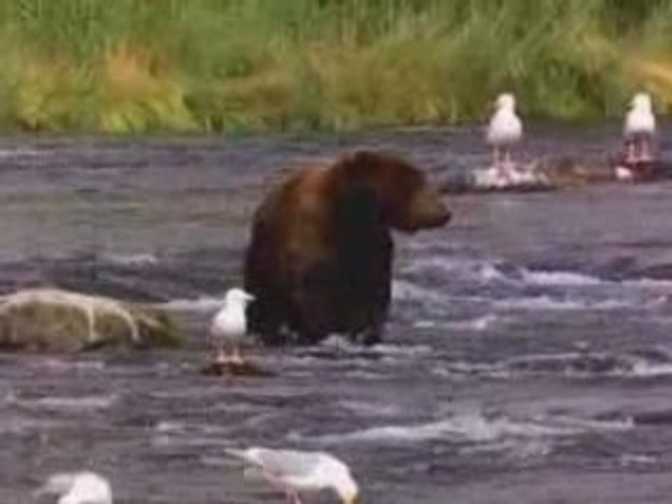Bear Test Video