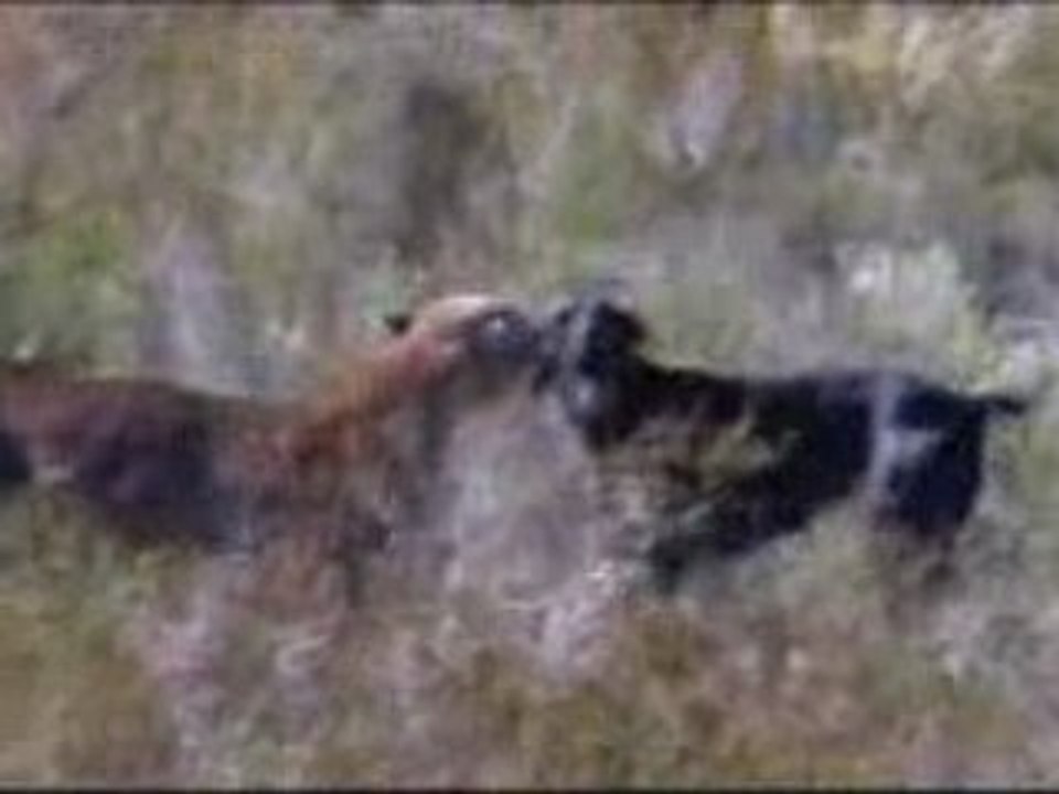 Argentine chasse au puma