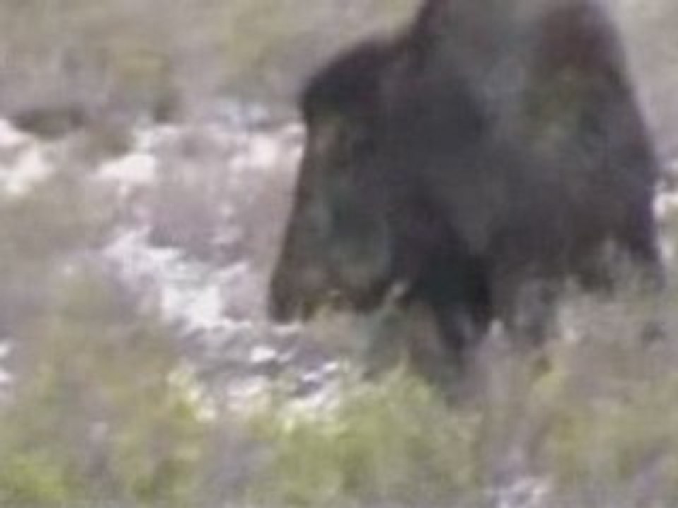 Argentine chasse au Pécari à collier