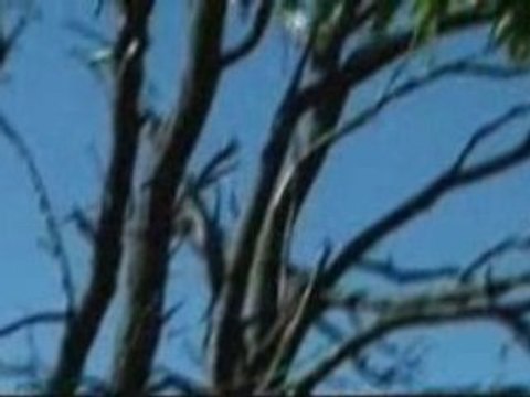 Chasse au pigeon en Argentine