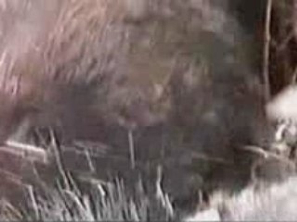 Chasse à l'ours