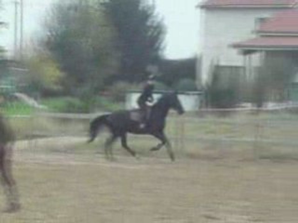 olten cheval