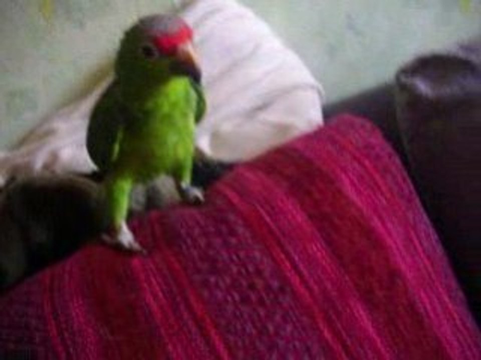 Un nouveau compagnon pour Aron