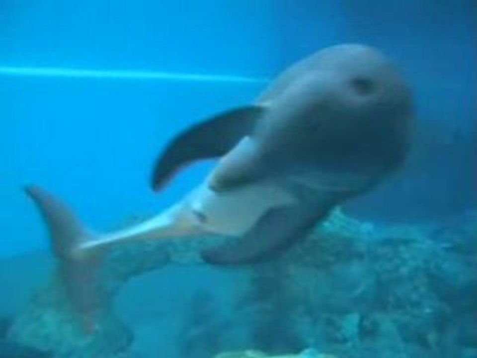 Orbit, le dauphin pervers