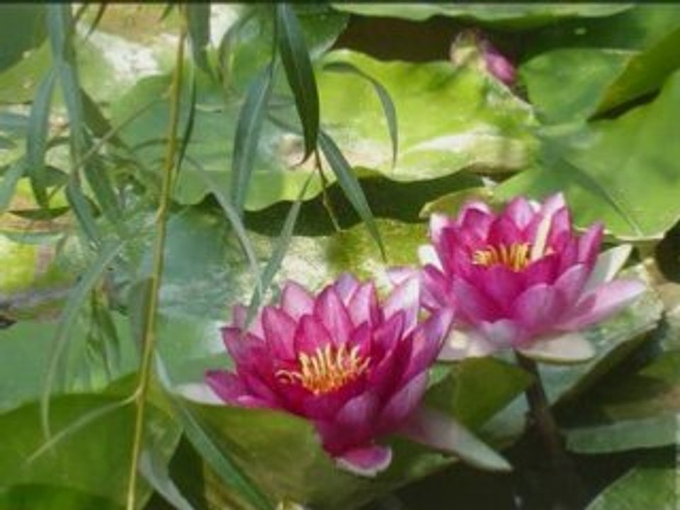 BALLADE FLORALE SUR UNE MELODIE DE SHUBERT_0001