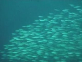 Nuku Hiva, Diving Tikapo's Rock