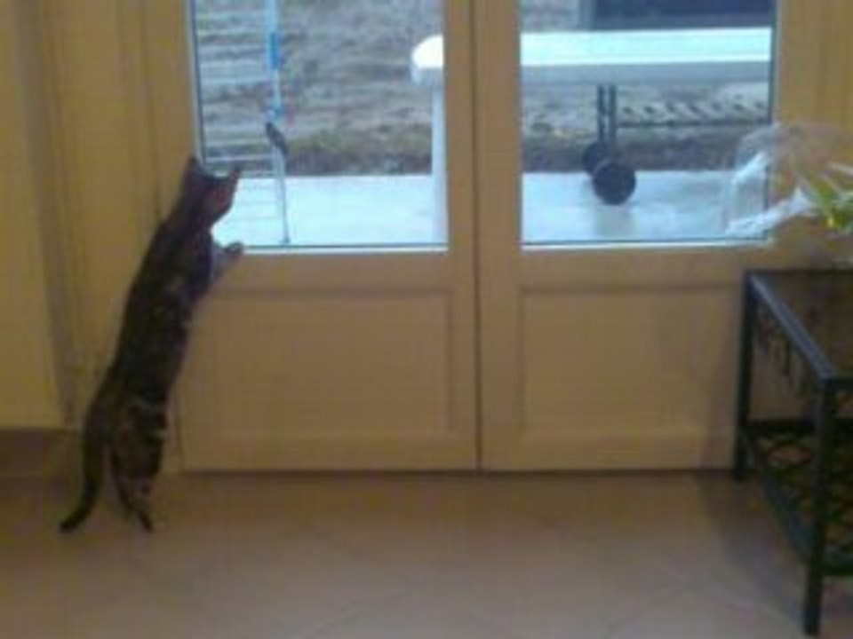 Gim et Arwen