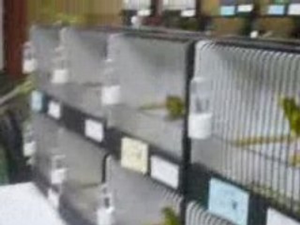 Exposition SOB(Société Ornithologique du Boulonnais)