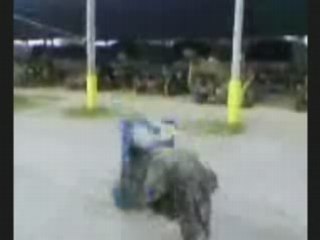 More fun with the funny arabs