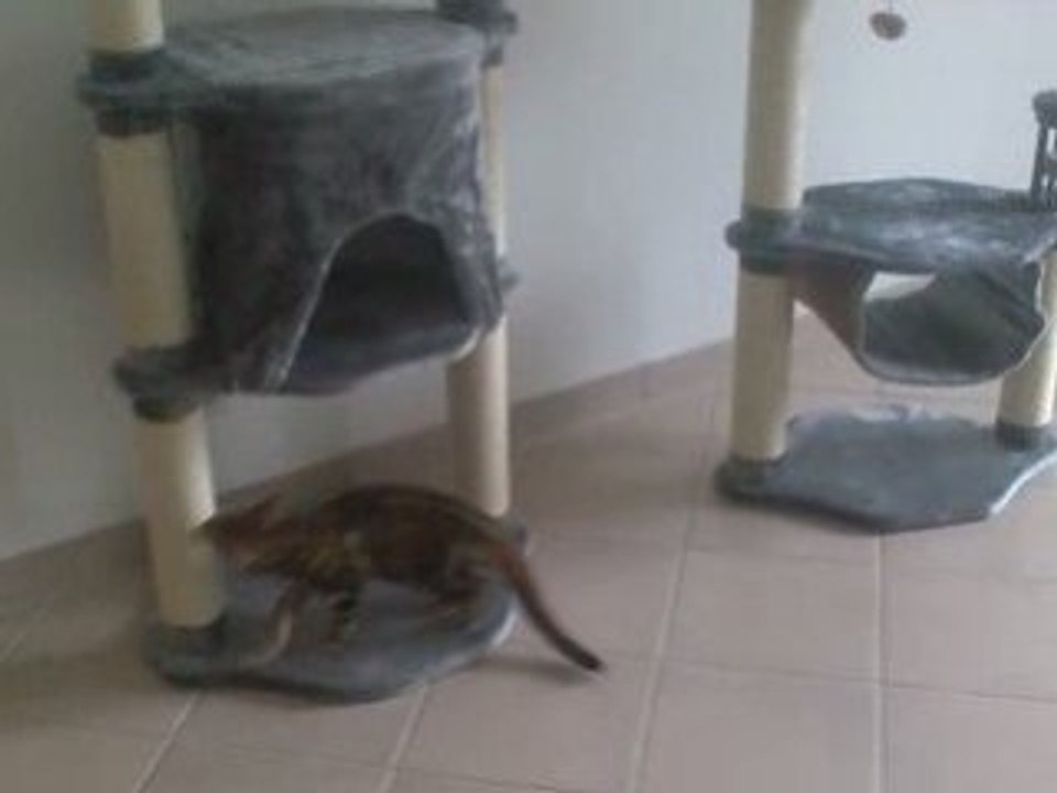 Gim et Arwen