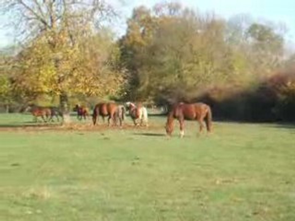 premier contact au pré