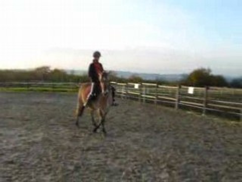 Loulou dressage seance du 8 novembre