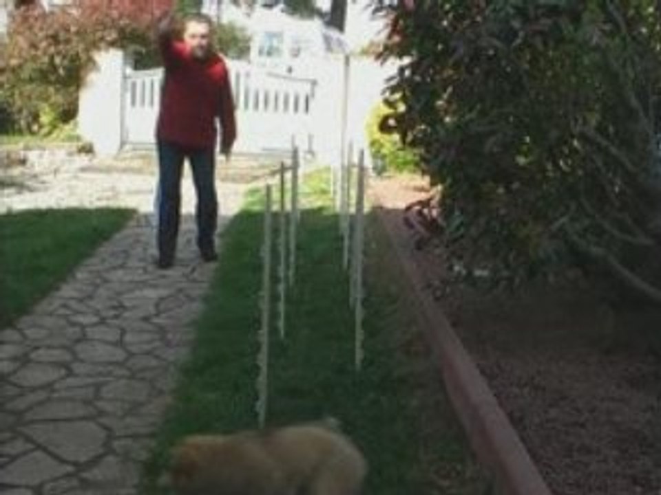 Agility-Diablesse-Slalom-8Nov