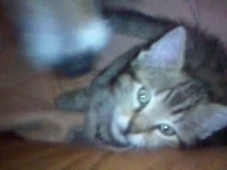 mon chien lave mon chat