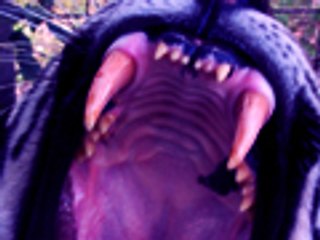 Big Cat Rescue Night Tour!