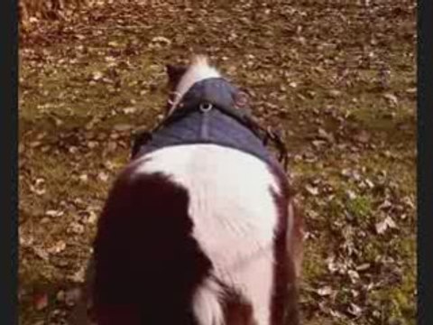 Wayne aux longues rênes =)